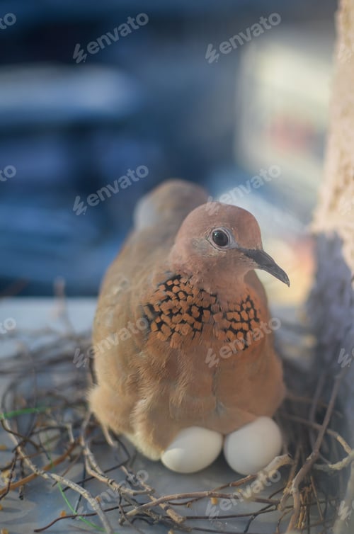 Preview: Vertical shot of a bird laying eggs