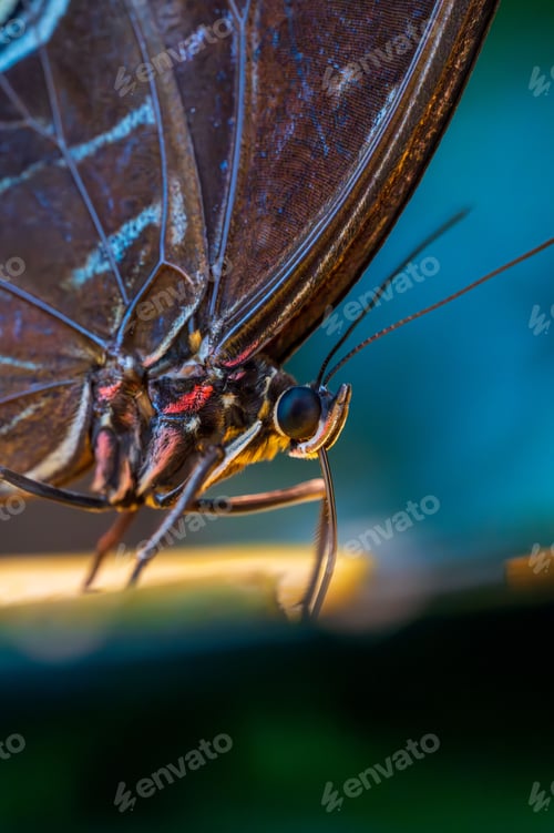 Preview: Close-up macro shot of a butterfly resting on a leaf with detailed wing patterns