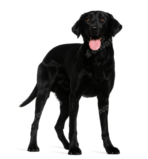 Preview: Labrador retriever, 3 years old, standing in front of white background