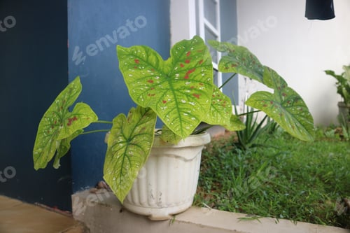 Preview: Caladium three colors