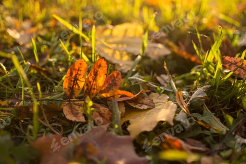 Preview: Autumn foliage. Autumn leaves fallen on the ground. Fall leaf.