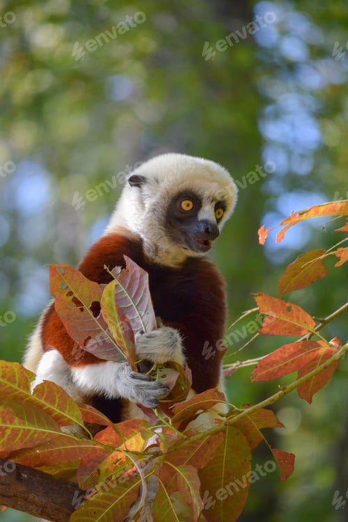 Preview: Lemur in the Trees