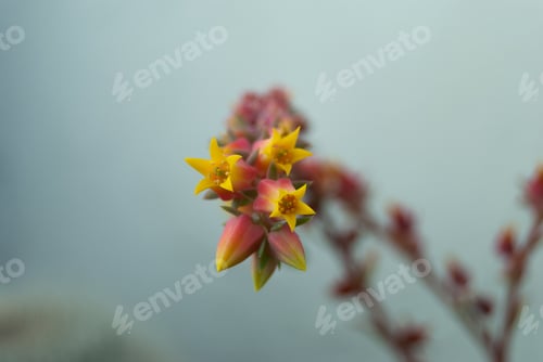 Preview: Selective focus shot of colorful blooming echeveria flowers