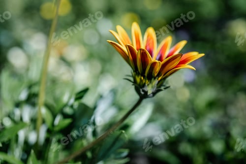 Preview: Gazania rigens on a natural green background.