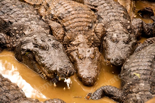 Preview: Crocodiles or alligators basking in the sun.