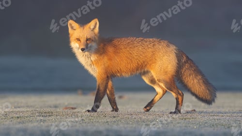 Preview: Red fox (Vulpes vulpes)