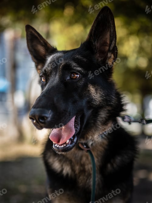 Preview: Vertical closeup shot of an adorable German Shepherd dog