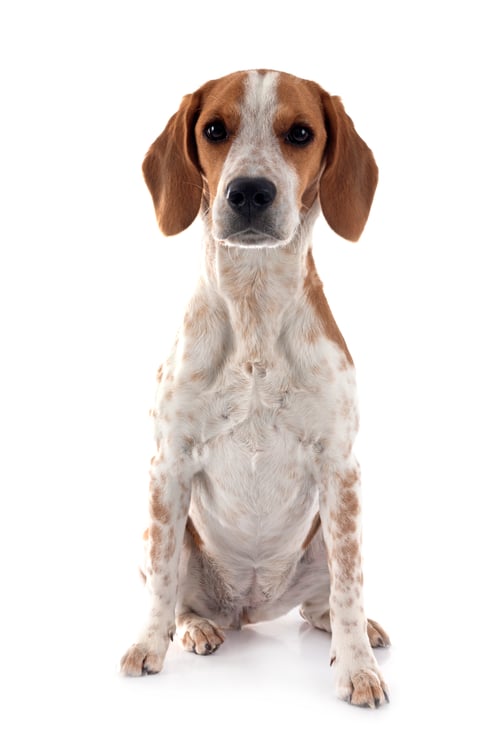 Preview: young beagle in studio