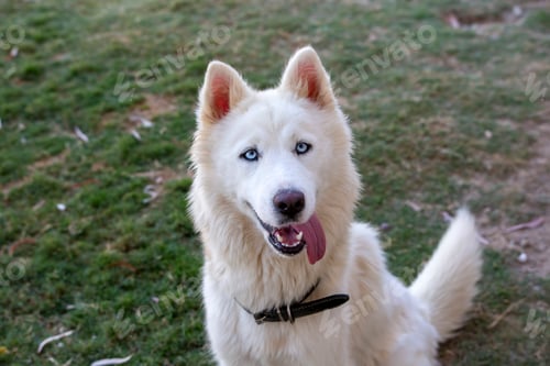 Preview: White Siberian wolf husky dog in the garden