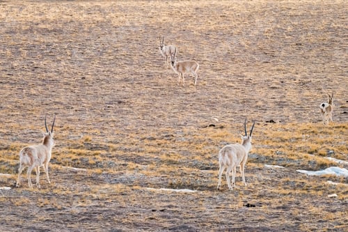 Preview: china tibetan antelope