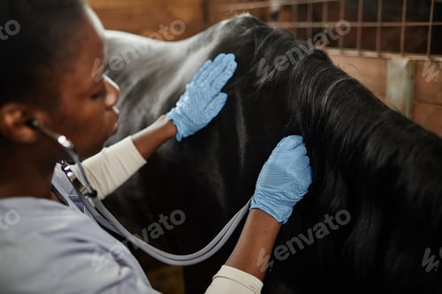 Preview: Veterinarian Examining Horse in Stables