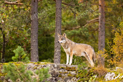 Preview: Alert wolf standing on mossy rock in Scandinavian forest during golden hour