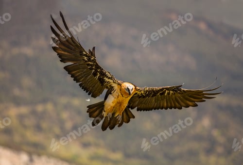 Preview: Big eagle flying near hills