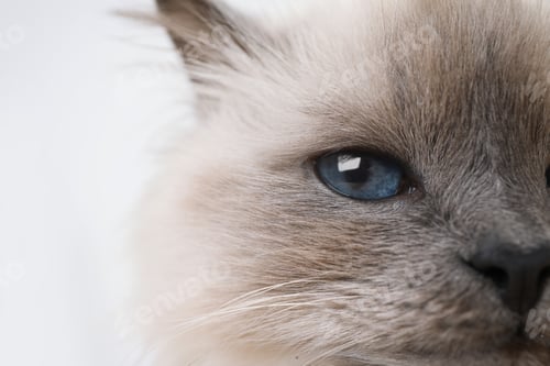 Preview: Birman cat with beautiful blue eyes on light background, closeup