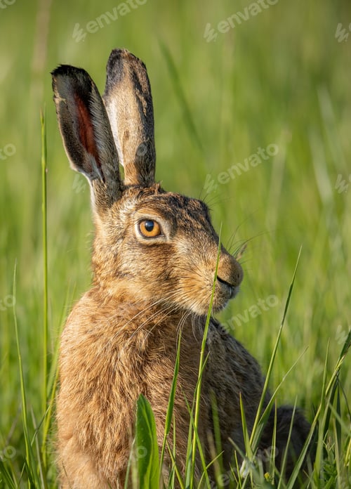 Preview: Closeup of a brown rabbit in green grass