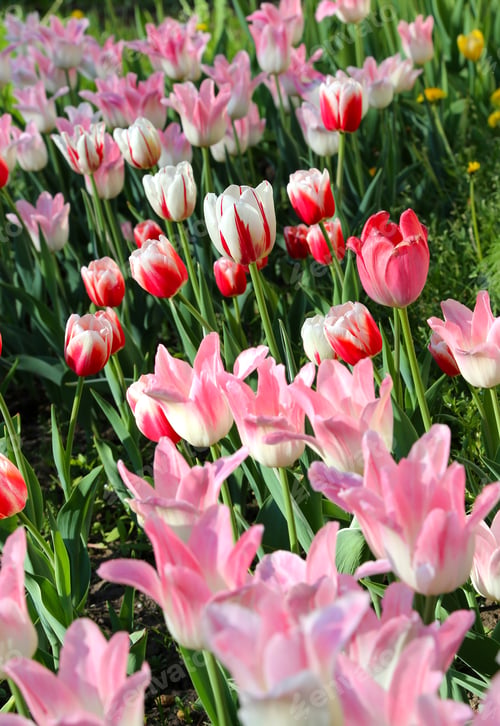 Preview: Beautiful delicate tulips lit by the sun
