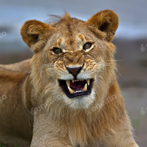 Preview: Closeup shot of a beautiful growling lion face