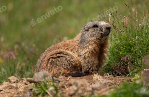 Preview: Marmot animal in the Dolomites