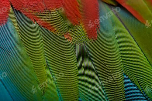 Preview: Red-and-green Macaw, close up on feathers