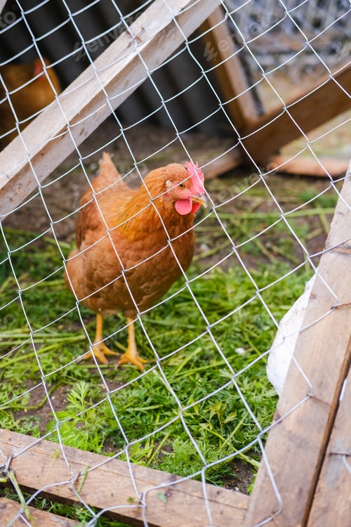 Preview: Brown hen walks among behind a net in a wooden coop. Raising poultry. Poultry farm.