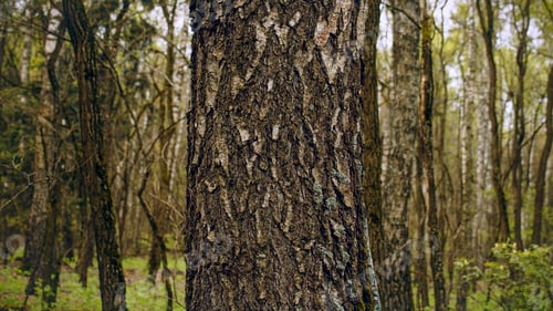 Preview: Closeup Trunk of a pine tree in close-up against the background of a green forest.