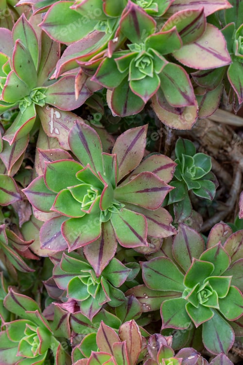 Preview: Aeonium arboreum var. atropurpureum succulent plant