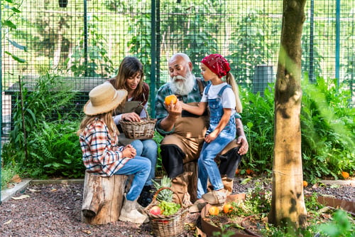 Preview: Family working together in a bio farm, harvesting organic vegetables