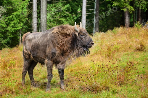 Preview: European Bison in the forest. Wisent. Bison bonasus