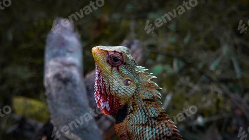Preview: there is a lizard that is sitting next to a tree