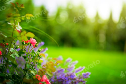 Preview: Natural background with roses and lavender flowers