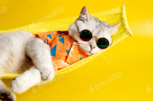Preview: Funny white cat in sunglasses lies on a fabric hammock on a yellow background.