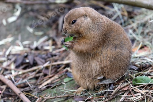 Preview: Cute prairie dog