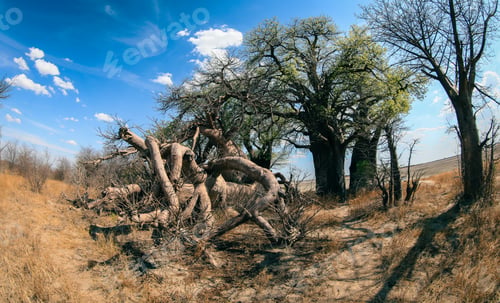 Preview: Baobab trees in Botswana showcase unique shapes under a bright blue sky during a sunny afternoon