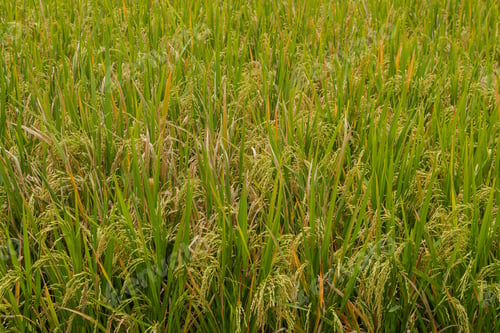 Preview: Green rice background, fields in countryside, Ubud, Bali, Indonesia, green grass.