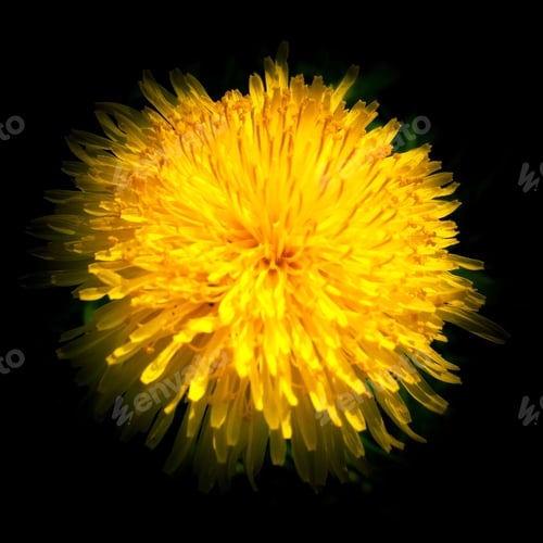 Preview: Dandelion on a black background