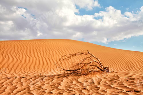 Preview: Closeup shot of a small dried tree in a desert
