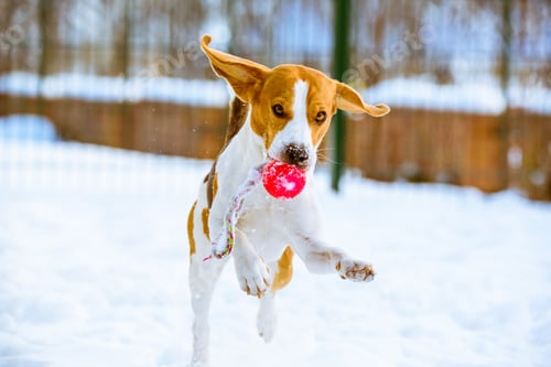 Preview: Happy beagle dog run with a ball on the snow