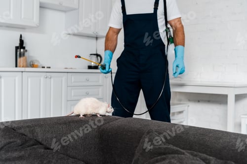 Preview: selective focus of rat running on grey sofa near exterminator standing with equipment