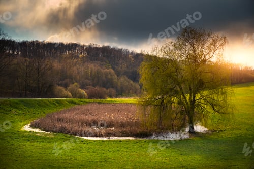 Preview: Willow near pond on spring countryside