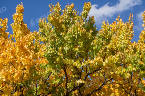 Preview: Yellow leaves on the tree