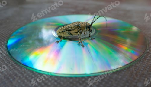 Preview: Macro shot of Longhorn beetle - Cerambycidae - sitting on a CD