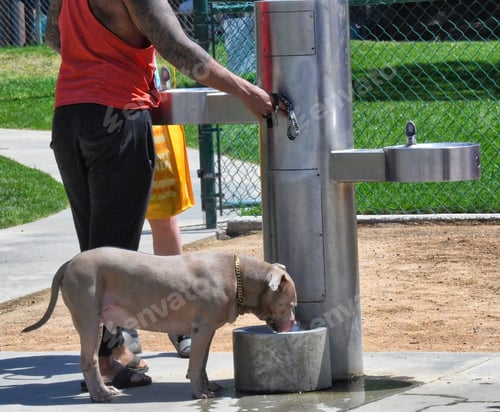 Preview: Dog at drinking fountain