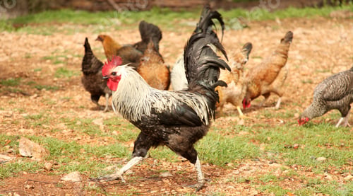 Preview: chicken and rooster
