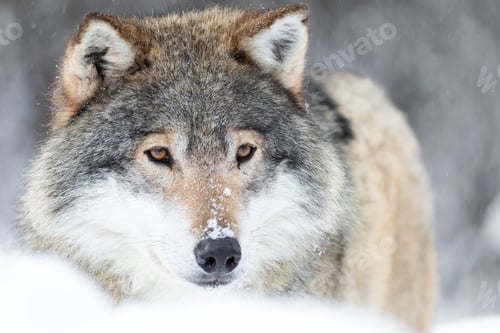Preview: Close-up portrait of a magnificent wolf in the cold winter forest