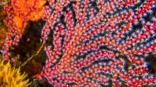 Preview: Sea Fan, Sulawesi
