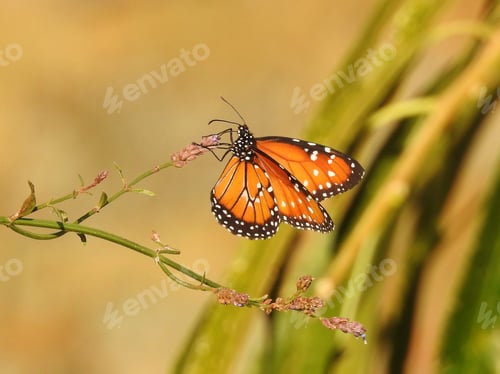Preview: Orange butterfly in the garden