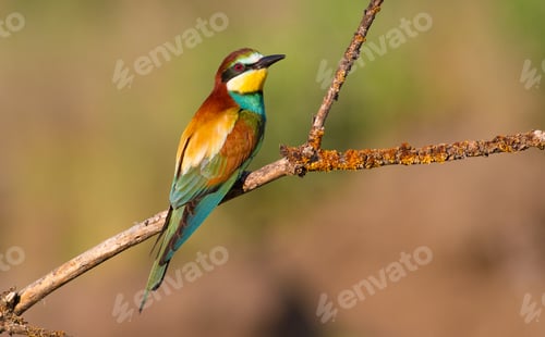 Preview: European bee-eaterr. A bird sits on a dry branch. The bird is beautifully lit by the morning sun