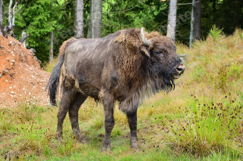 Preview: European Bison in the forest. Wisent. Bison bonasus
