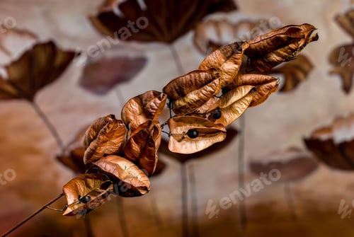 Preview: Dry Seed Pods with Black Berries
