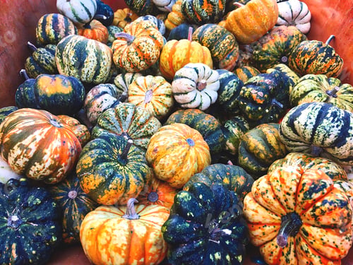 Preview: Jack-Be-Little gourds